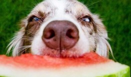 偷瓜狗吃土狗视频大全集,视频大全集精彩回顾