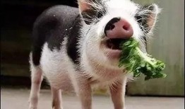 小猪吃瓜直播回放视频