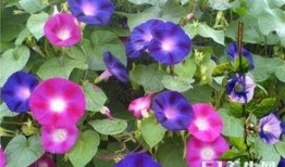 牵牛瓜怎么吃最好吃视频,视频教你如何吃出最佳口感