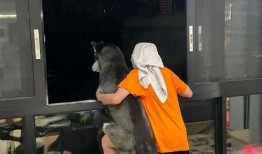 狗吃瓜被撞下楼视频,引发网友关注与反思