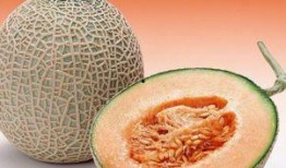 狮头鹅吃哈密瓜的视频,一场跨界美食之旅