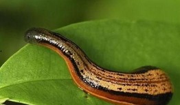 小瓜虫吃蚂蝗会死吗视频,生死对决的惊心动魄瞬间