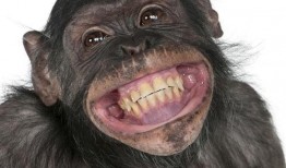 吃瓜搞笑视频变成猩猩,一场意外的搞笑大冒险