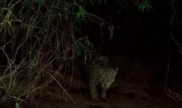 美洲豹吃瓜视频,趣味横生生态瞬间