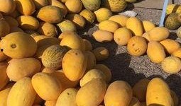 瓜洲吃瓜视频大全,趣味横生的民间生活缩影