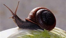 蜗牛吃酥瓜吗怎么吃视频,独特吃法揭秘