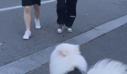 大学生遛狗吃瓜视频,大学生遛狗吃瓜，趣味生活瞬间捕捉