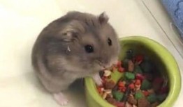 仓鼠会吃小瓜吗视频大全,视频大全带你探秘仓鼠饮食习惯