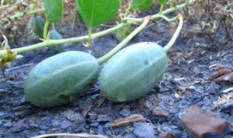 洋瓜的叶子可以吃吗视频,揭秘可食用蔬菜的新发现