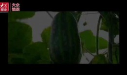 双鱼吃瓜群众视频大全集,揭秘娱乐圈幕后故事大全集