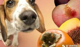 板栗瓜可以给狗吃吗视频,狗狗的健康美味新选择？