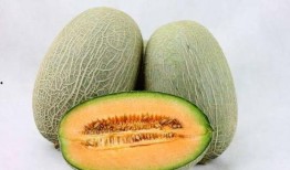 狮头鹅吃哈密瓜的视频,一场跨界美食之旅