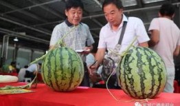 2019年吃瓜视频,年度热门事件回顾