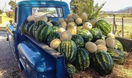 云南网红吃瓜事件真相视频,揭秘真相背后的惊人内幕