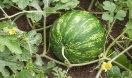 吃瓜讲解长视频,长视频背后的精彩故事