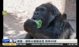 吃瓜搞笑视频变成猩猩,一场意外的搞笑大冒险