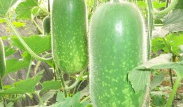 瓜洲吃瓜视频大全,趣味横生的民间生活缩影