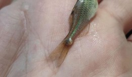 小瓜虫吃蚂蝗会死吗视频,生死对决的惊心动魄瞬间