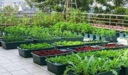 种菜吃瓜视频大全