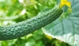 牵牛瓜怎么吃最好吃视频,视频教你如何吃出最佳口感