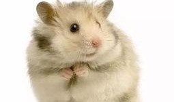 仓鼠会吃小瓜吗视频大全,视频大全带你探秘仓鼠饮食习惯