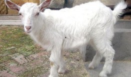 羊瓜老了可以吃吗视频,揭秘其营养价值与食用方法