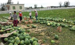 定州凤翔园吃瓜视频,揭秘瓜农生活与丰收喜悦