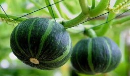 费仲吃瓜视频,揭秘娱乐圈幕后故事