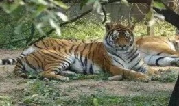 老虎吃瓜动物视频播放,动物界的趣味食趣大揭秘