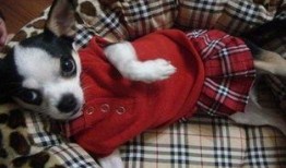 板栗瓜可以给狗吃吗视频,狗狗的健康美味新选择？