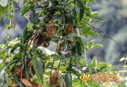 八月瓜吃货视频大全播放,视频大全播放量揭秘