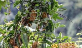 八月瓜吃货视频大全播放,视频大全播放量揭秘