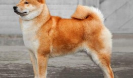 柴犬可以吃小瓜吗视频,揭秘小瓜在柴犬饮食中的地位