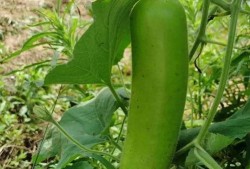 瓠子瓜有籽可以吃吗视频,揭秘可食用瓜籽的秘密