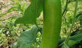 瓠子瓜有籽可以吃吗视频,揭秘可食用瓜籽的秘密