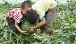 沧县吃瓜事件视频播放,视频曝光引发网友热议