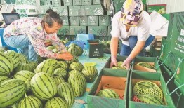 定州凤翔园吃瓜视频,揭秘瓜农生活与丰收喜悦