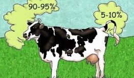 吃牛瓜好不好消化呀视频,揭秘牛瓜的消化效果与食用建议