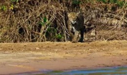 美洲豹吃瓜视频,趣味横生生态瞬间