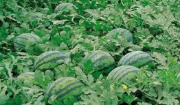 瓜洲吃瓜视频大全,趣味横生的民间生活缩影