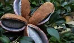 八月瓜吃货视频大全播放,视频大全播放量揭秘