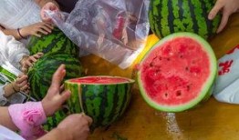 广东人吃瓜的视频,一场视觉与味觉的双重盛宴