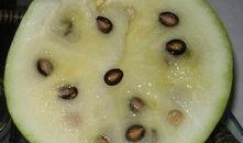 瓠子瓜有籽可以吃吗视频,揭秘可食用瓜籽的秘密