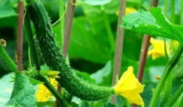 洋瓜的叶子可以吃吗视频,揭秘可食用蔬菜的新发现