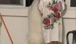 狗吃瓜被撞下楼视频,引发网友关注与反思