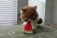 老虎吃瓜动物视频播放,动物界的趣味食趣大揭秘