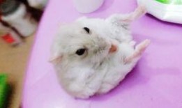 仓鼠会吃小瓜吗视频大全,视频大全带你探秘仓鼠饮食习惯