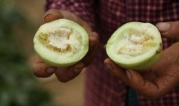 美七在莱西吃瓜视频,揭秘网红美食背后的故事