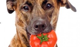 板栗瓜可以给狗吃吗视频,狗狗的健康美味新选择？