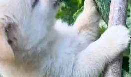 吃瓜狗搞笑视频下载安装,笑料横生，快乐无限